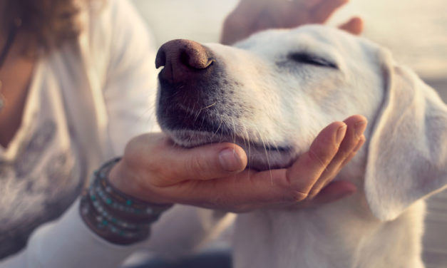 Frühjahrstipps für Tiere