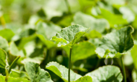 Ashwagandha und Brahmi