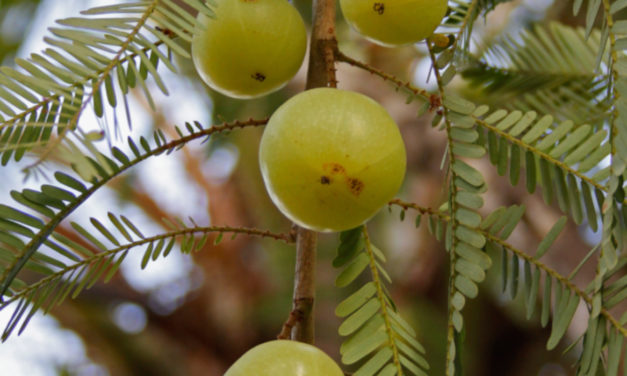 Die Amla-Frucht