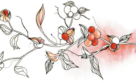 Ashwagandha – Withania somnifera