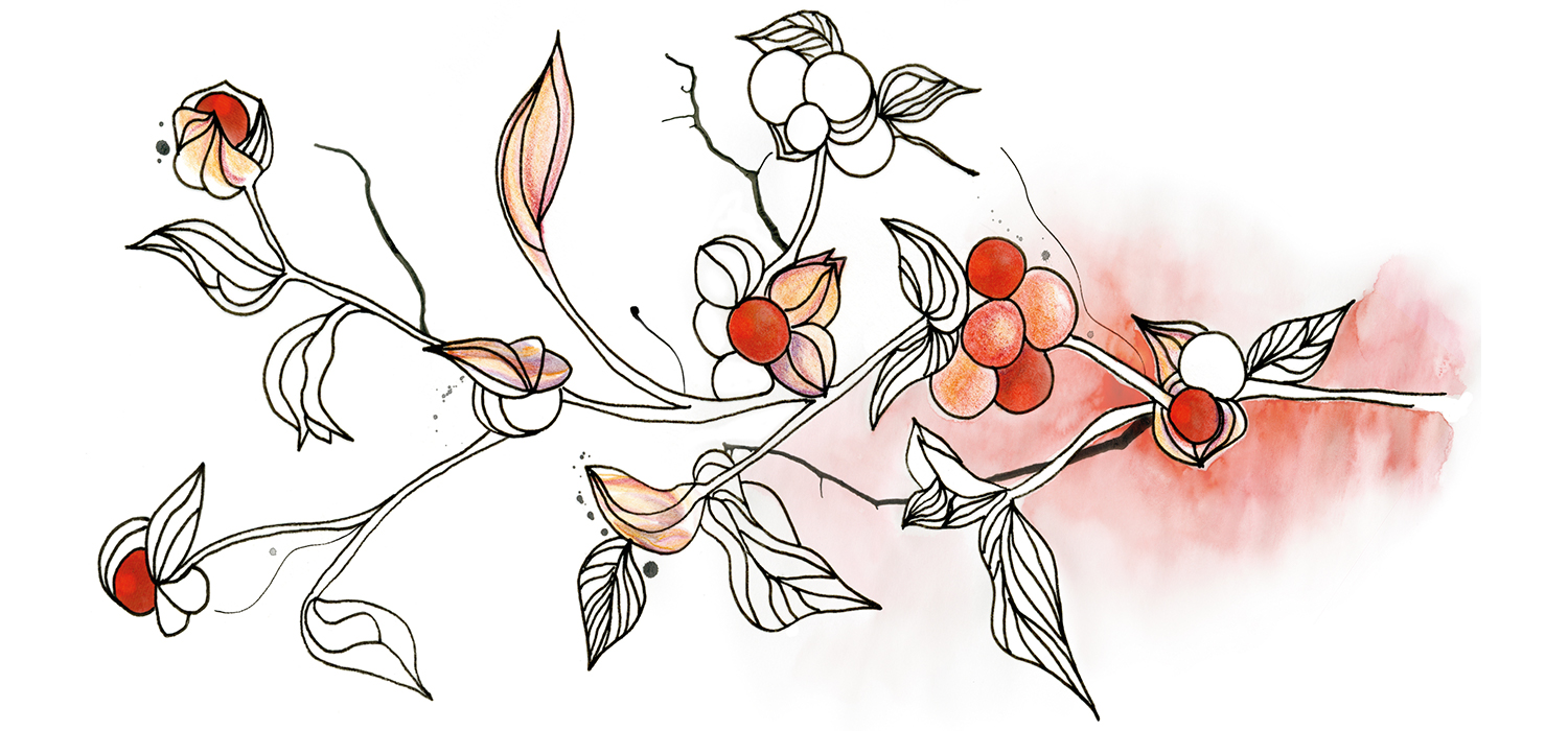 Die Wirkung von Ashwagandha Ayurveda Journal