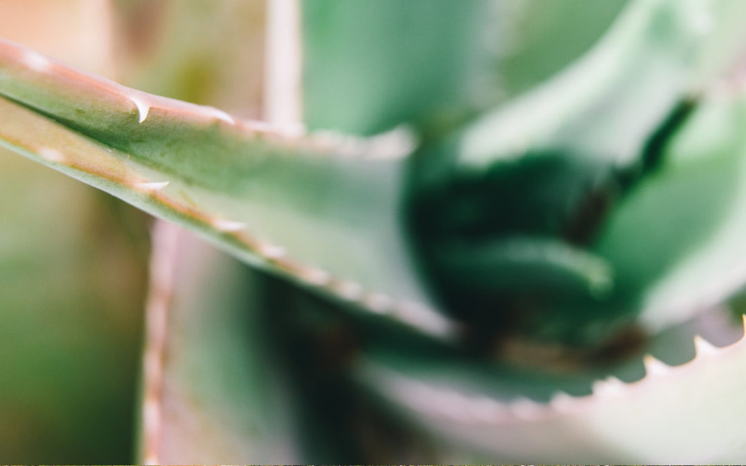 Aloe Vera – Wie ein Wunder