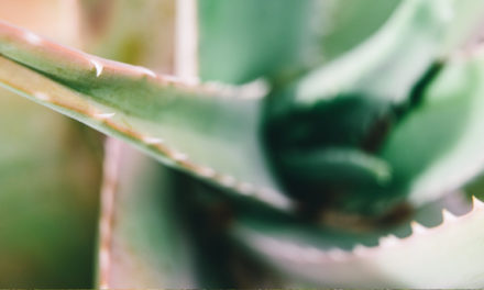 Aloe Vera – Wie ein Wunder