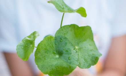 Brahmi – Die wichtigsten Facts zur Wirksamkeit des Ayurveda Krauts