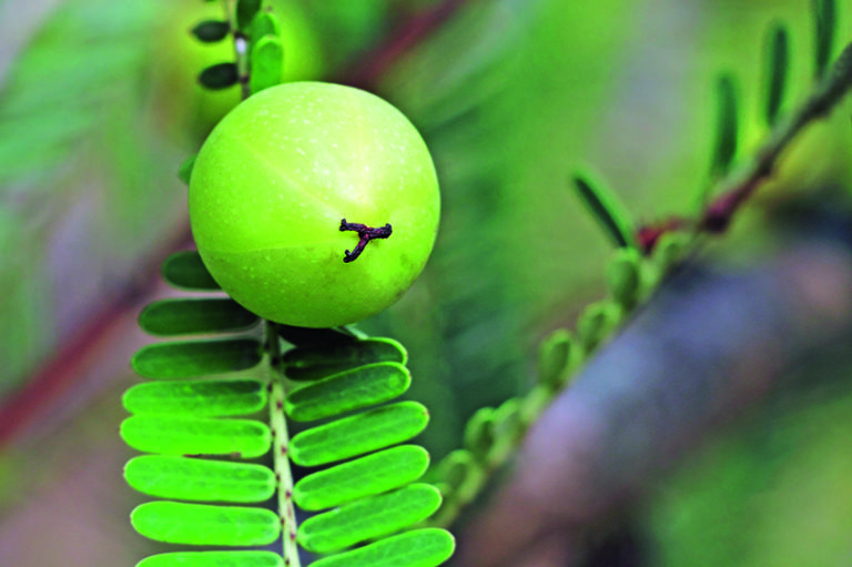 Triphala Wirkung der Kräutermischung Ayurveda Journal