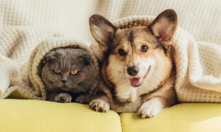 Ayurvedische Ernährung für Hunde und Katzen