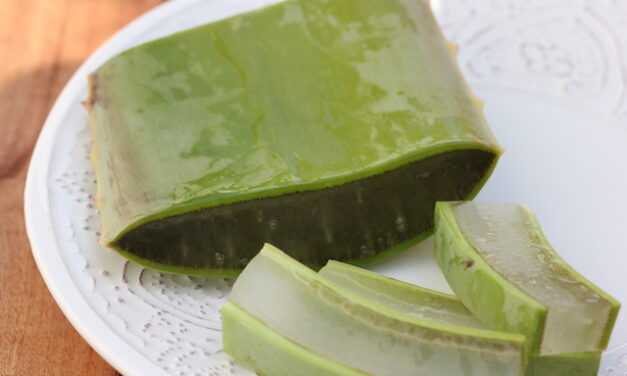 Aloe Vera – Pitta-Tonikum und Alleskönner