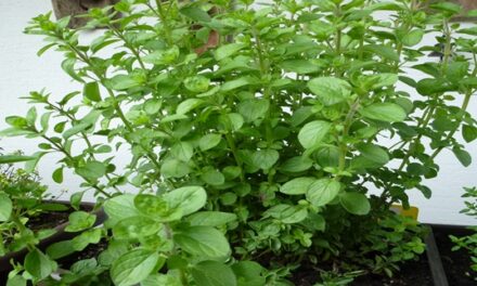 Einheimische Heilpflanzen und Kräuter und ihre Wirkung im Ayurveda: Oregano